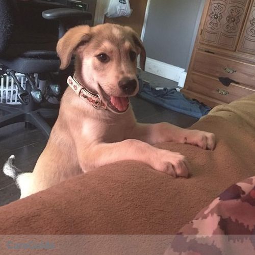 Pet Care Job Alushe Stafa's Profile Picture
