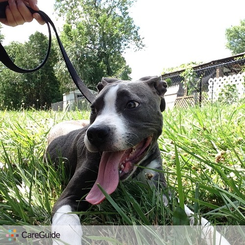 Pet Care Provider Justin / David's Profile Picture