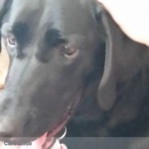 Pet Care Provider Jennifer Corcoran's Profile Picture