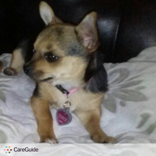 Pet Care Provider Kim B's Profile Picture