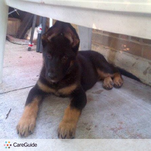 Pet Care Provider Sheena Adusei's Profile Picture