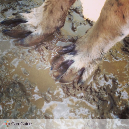 Pet Care Provider Tammy Delaney's Profile Picture