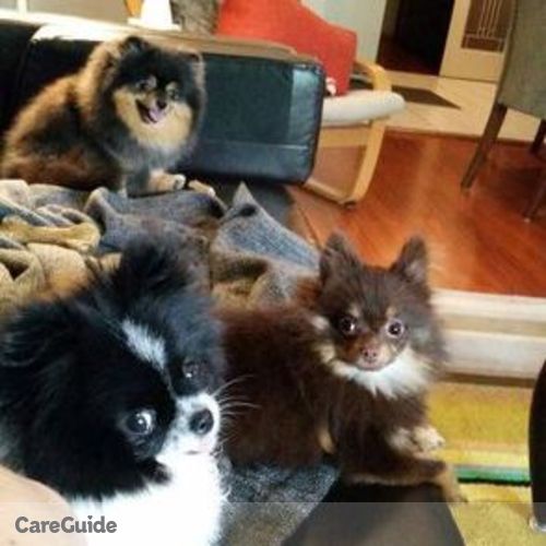 Pet Care Job Rachel Sedens's Profile Picture