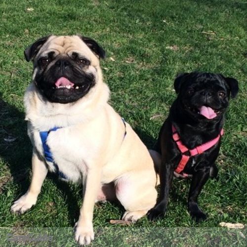 Pet Care Provider Marli Seheult's Profile Picture