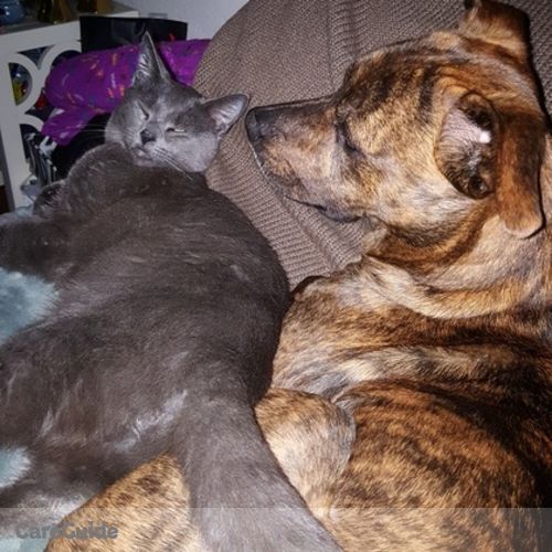 Pet Care Job Sarah Sebree's Profile Picture