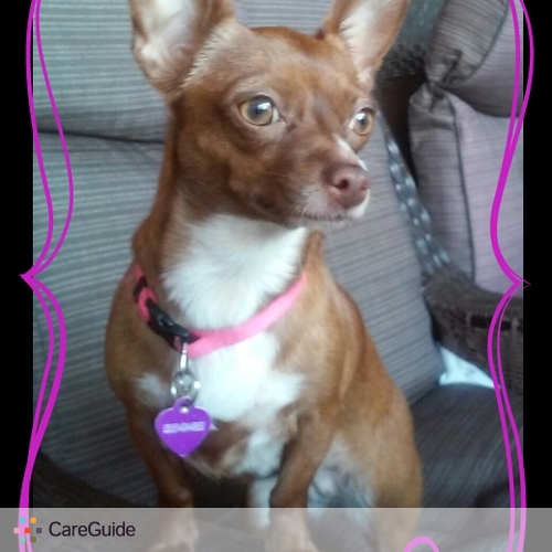 Pet Care Provider Angelica Gamez's Profile Picture