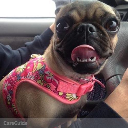 Pet Care Job Yvonne Darcy's Profile Picture