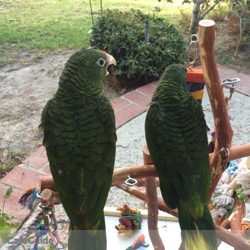 Pet Care Provider Jackie Comings's Profile Picture