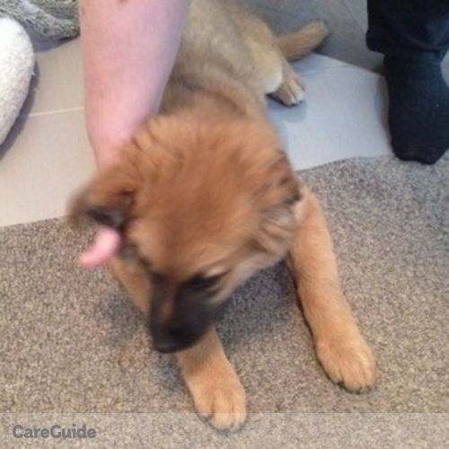 Pet Care Provider Caitlin Broughton's Profile Picture
