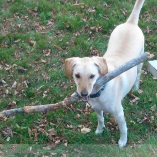 Pet Care Provider Kristen Mullen's Profile Picture
