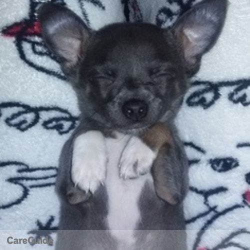 Pet Care Provider Julia Ritchey's Profile Picture