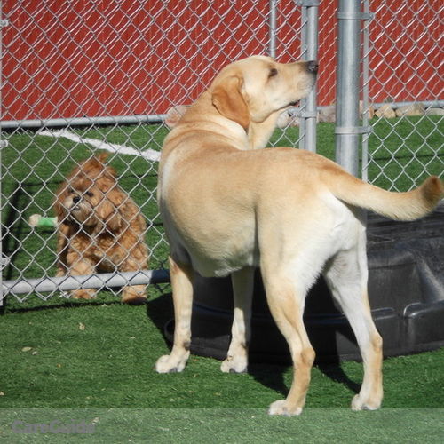 Pet Care Provider Donald Mueller's Profile Picture