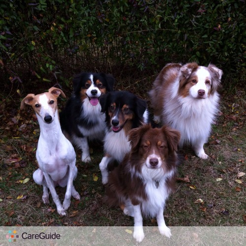 Pet Care Provider Phyllis Epstein's Profile Picture