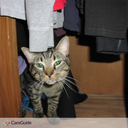 Pet Care Job Renee Collins's Profile Picture