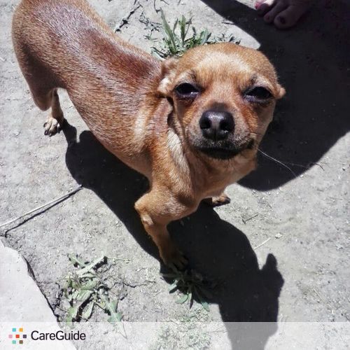 Pet Care Provider Steve Copeland's Profile Picture