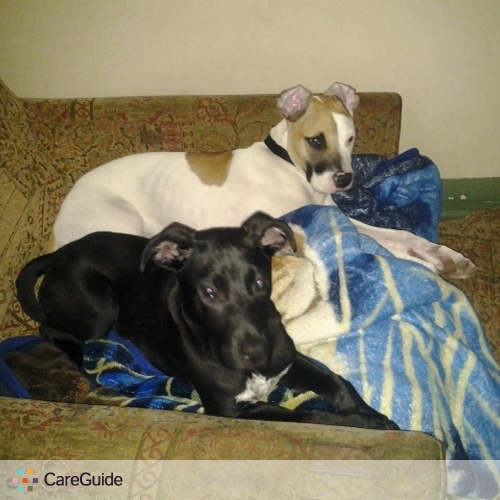 Pet Care Provider mike castillo's Profile Picture
