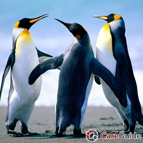 Penguins