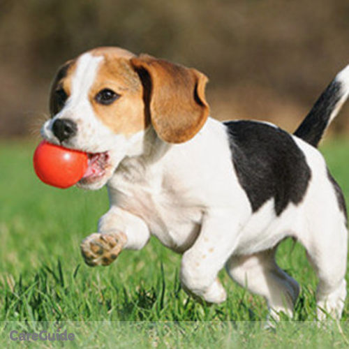 Pet Care Provider Antonio Joseph's Profile Picture