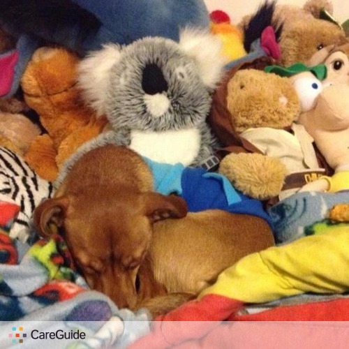 Pet Care Provider Valerie Silverberg's Profile Picture