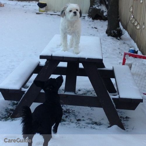 Pet Care Provider Ashley Komoski's Profile Picture