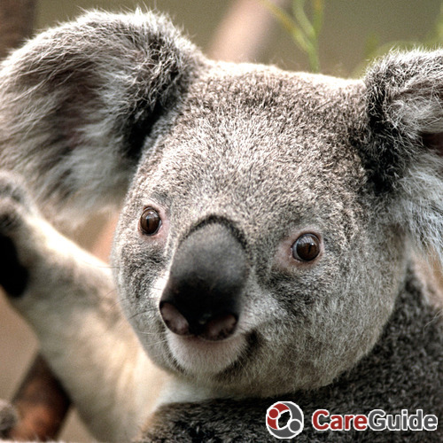 Koala