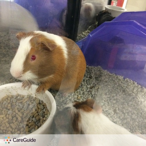 Pet Care Job Janet Cottingham's Profile Picture