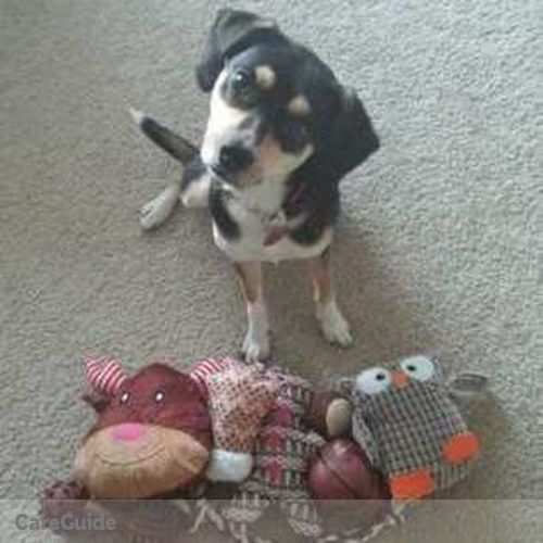 Pet Care Provider Sammi Antonaci's Profile Picture