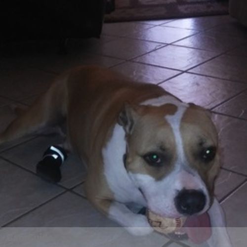 Pet Care Provider April Stevens's Profile Picture