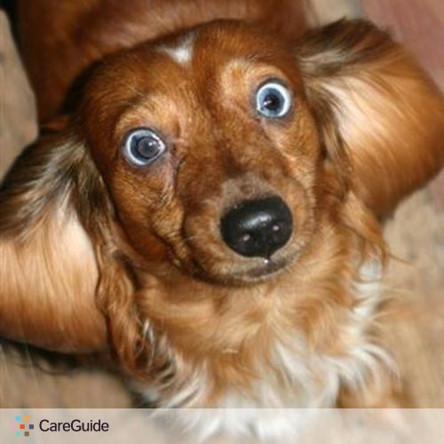Pet Care Provider Kristina C.'s Profile Picture