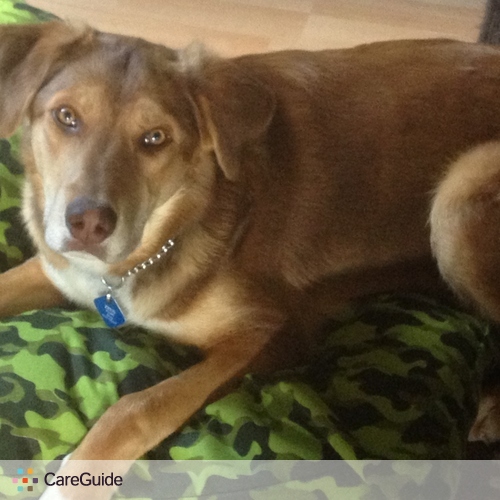 Pet Care Provider Shannon Young's Profile Picture