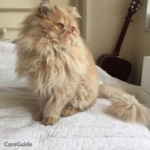 Pet Care Provider Cecile Pierron's Profile Picture