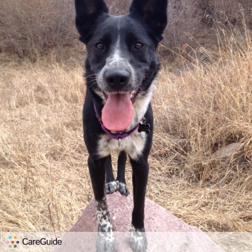 Pet Care Provider Carley Swann's Profile Picture