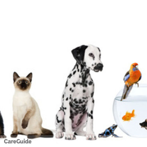 Pet Care Provider Little Paws Pet Sitting's Profile Picture