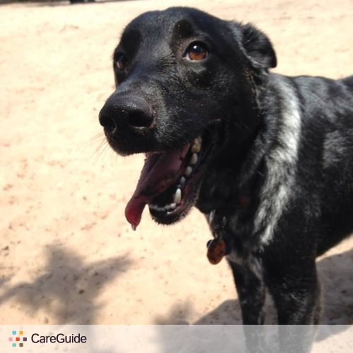 Pet Care Job Brittany Morrow's Profile Picture