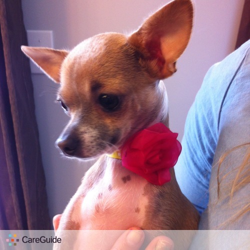 Pet Care Provider Helen Marleau's Profile Picture