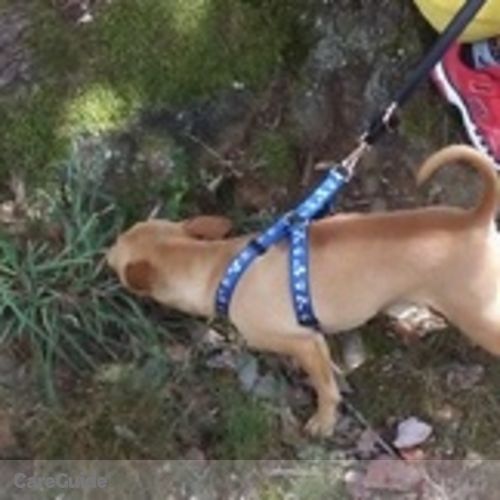 Pet Care Provider Armanda Tellez's Profile Picture
