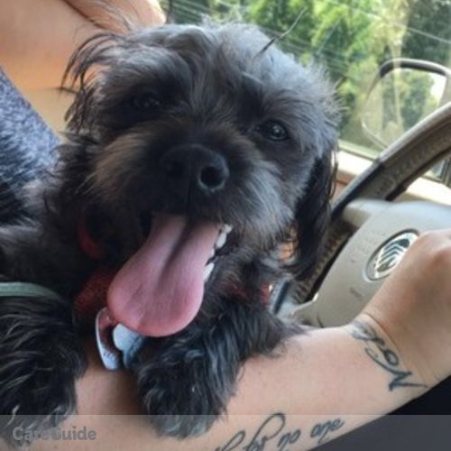 Pet Care Job Ashley Wolcott's Profile Picture