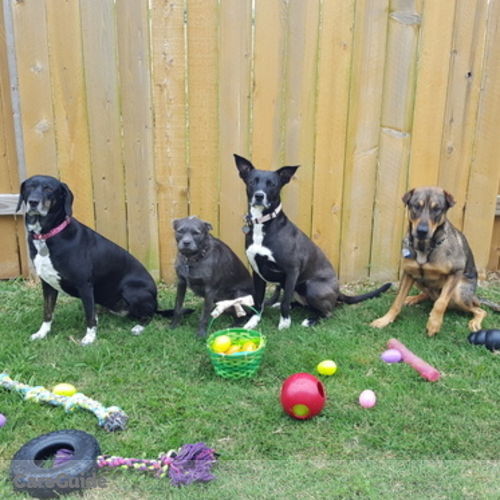 Pet Care Provider Ashley Heidemann's Profile Picture