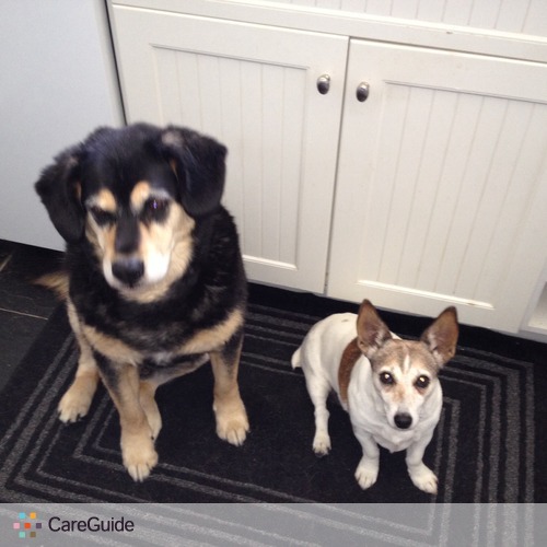 Pet Care Provider Lisa Tilley's Profile Picture