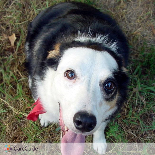 Pet Care Provider Cool Dogs Petsitting's Profile Picture
