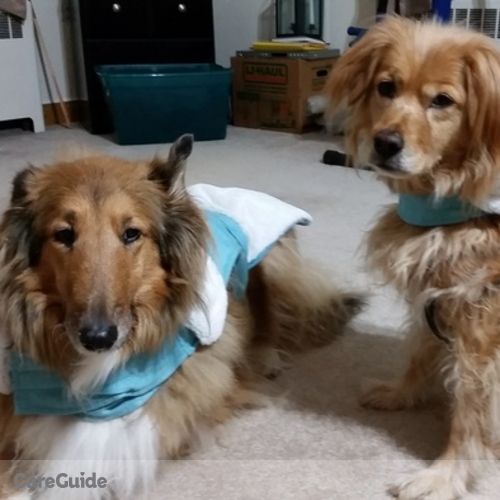 Pet Care Job Kelly Owens's Profile Picture