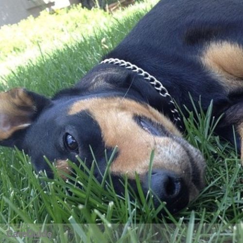 Pet Care Provider Grace Freiheit's Profile Picture