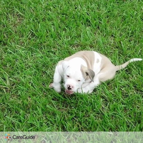 Pet Care Provider Joelle Snyder's Profile Picture