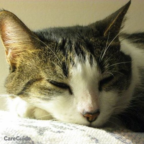 Pet Care Provider Lisa Almeda's Profile Picture
