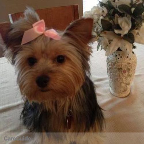 Pet Care Provider Alyssa McVaugh's Profile Picture