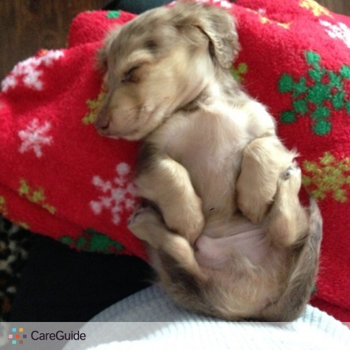 Pet Care Provider Luce Mckean's Profile Picture