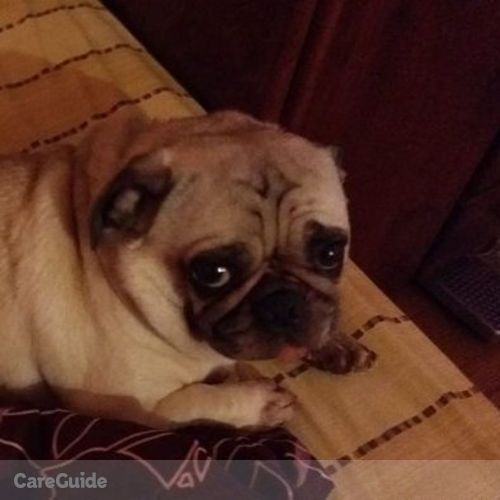 Pet Care Job Samuel Thekkekara's Profile Picture
