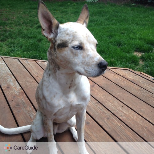Pet Care Job Caitlyn Kelly's Profile Picture