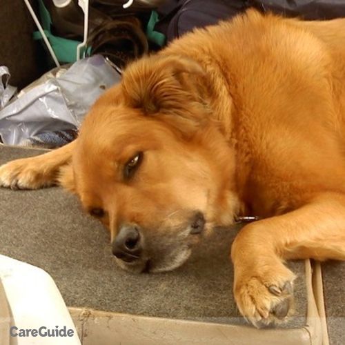 Pet Care Job Vanessa Tonelli's Profile Picture