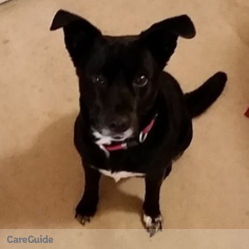 Pet Care Job Tiffany Pelletier's Profile Picture